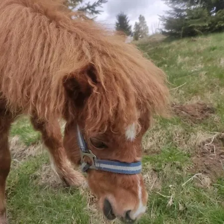 Gorski U Papierzy Sauna, Jacuzzi, *