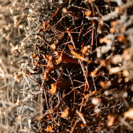 Gorski U Papierzy Sauna, Jacuzzi,