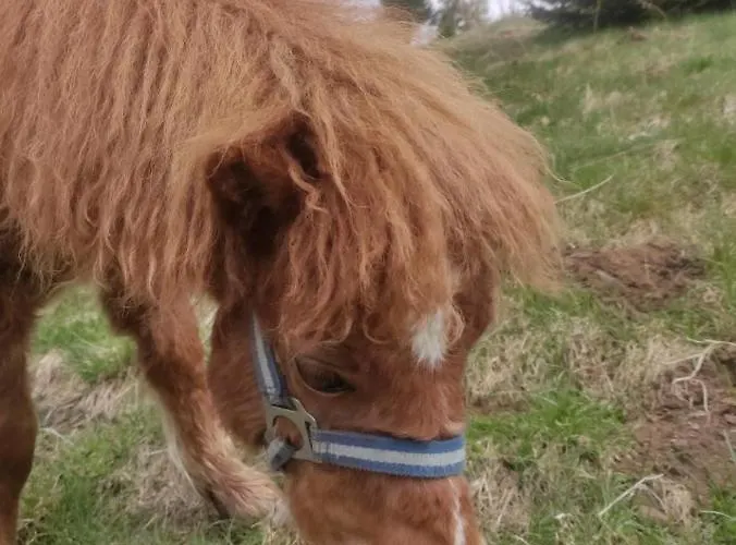 Gorski U Papierzy Sauna, Jacuzzi, *