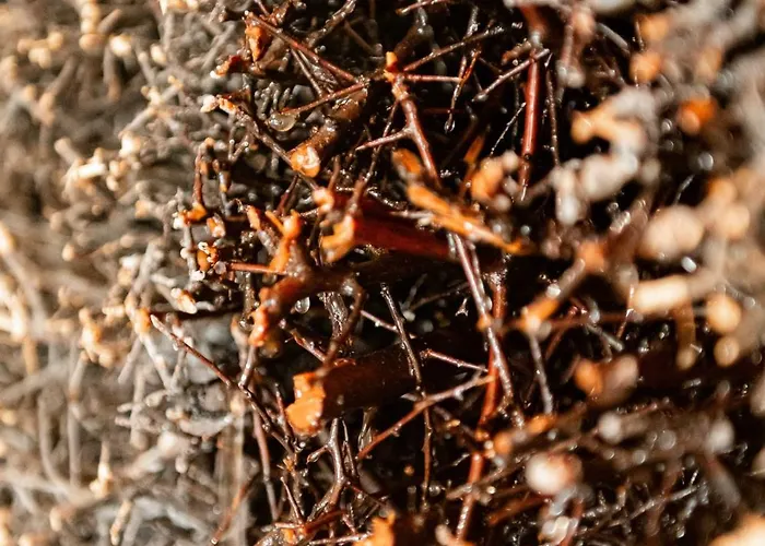 Gorski U Papierzy Sauna, Jacuzzi,